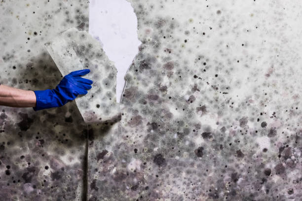 Best Mold Removal Company Near Me  in Laurel, MT