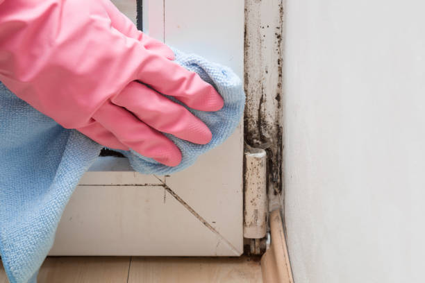 Best Commercial Mold Removal  in Laurel, MT