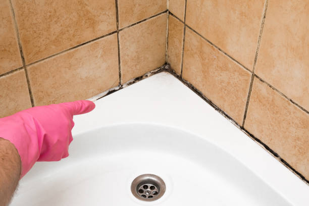 Best Residential Mold Removal  in Laurel, MT